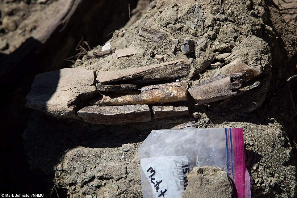most complete dinosaur fossil ever found