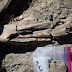 Tyrannosaur Fossil Found in Utah Is 'Most Complete Discovery in South-West Us'