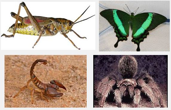  Klasifikasi  Arthropoda Pak Pandani Belajar dan Berbagi
