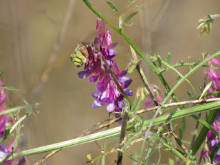 Gray Lodge Wildlife Area Gridley CA northern California wildflowers