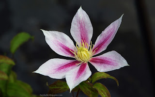 Powojnik Andromeda clematis http://fotobabij.blogspot.com/2015/03/powojnik-andromeda-clematis.html