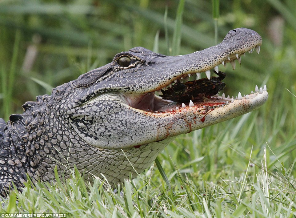 Зубы отсутствуют у черепах крокодилов. Миссисипский Аллигатор. Аллигатор и крокодил. Луизианский Аллигатор. Луизиана крокодилы.