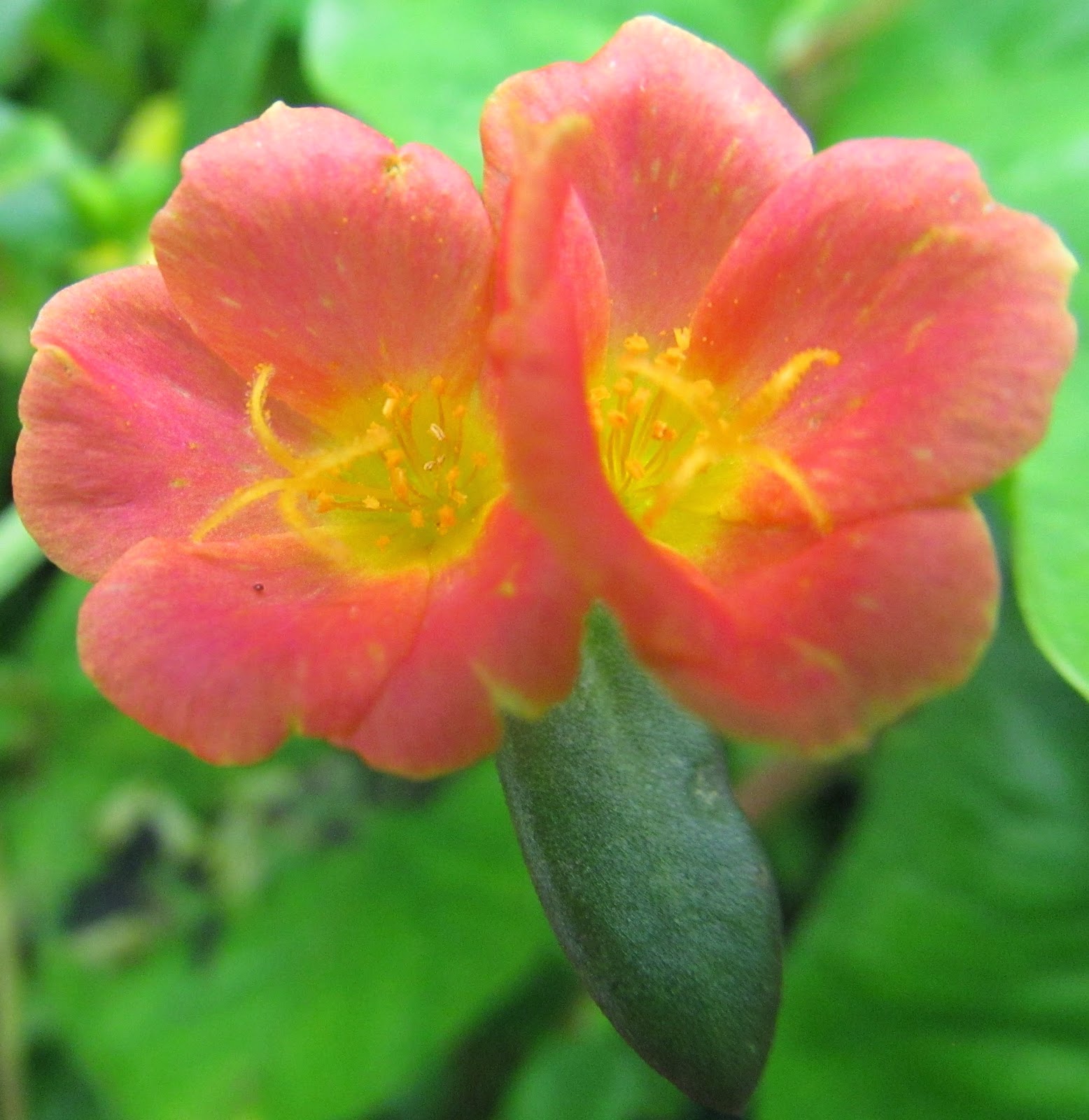 natural-unique-photography-portulaca-flower