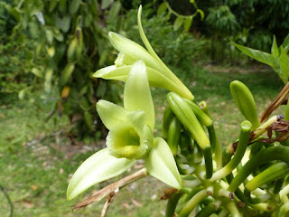 Vanilla planifolia - Vanillier - Vanille Vanilla planifolia - Vanillier - Vanille