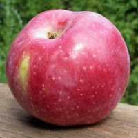 Macoun A ribbed Macoun apple