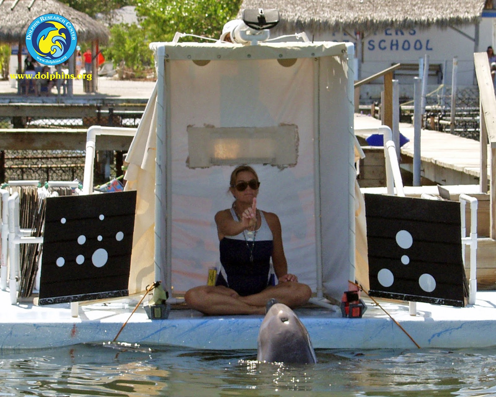 Coupon dolphin research