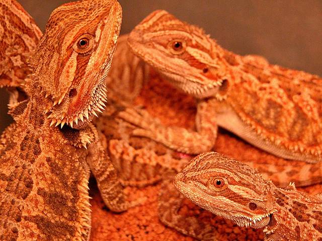 vivarium-accessories-for-bearded-dragon-8.jpg