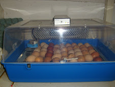 An incubator full of chicken eggs