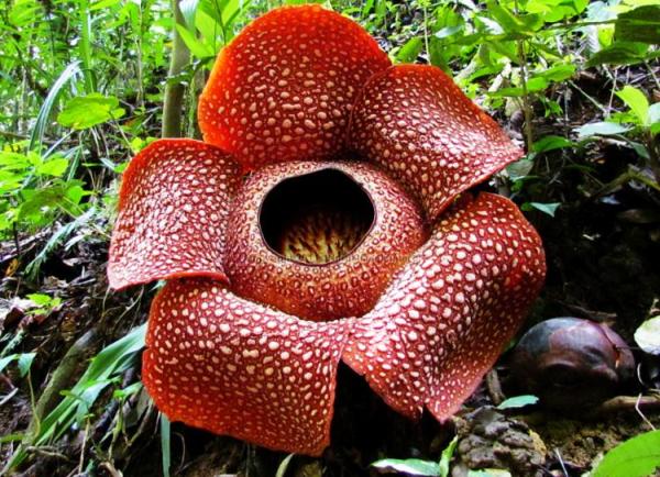 Image result for Rafflesia Arnoldii
