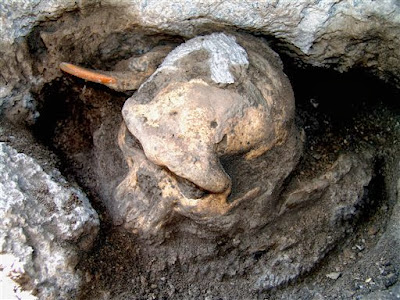 1.8M-year-old skull gives glimpse of our evolution 1.8M-year-old skull gives glimpse of our evolution