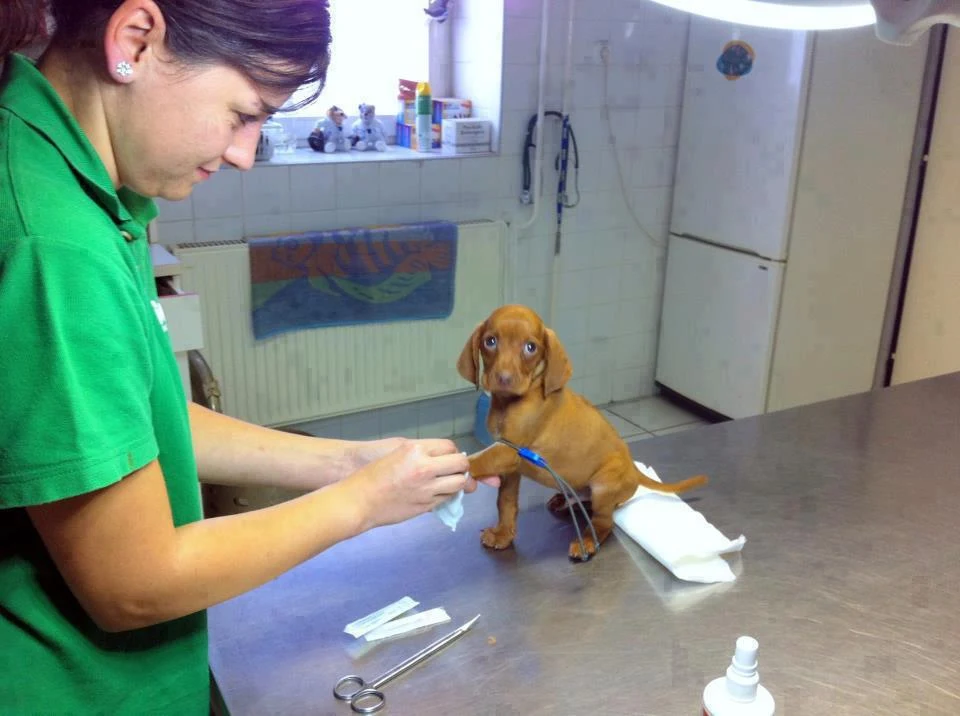 veterinary-care-dog