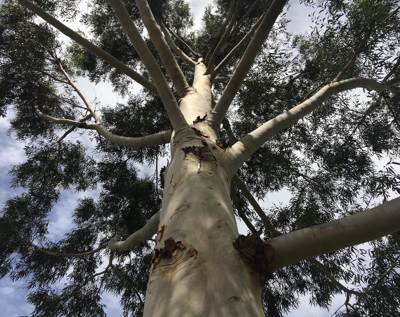 Corymbia citriodora (LemonScented Gum)