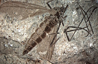 http://sciencythoughts.blogspot.co.uk/2015/05/protoplecid-flies-from-middle-jurassic.html