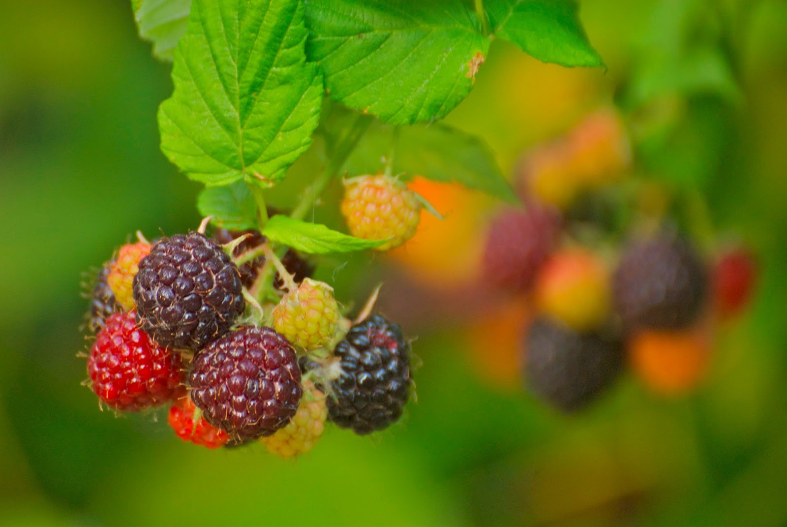 Savoring Servant Black raspberries!