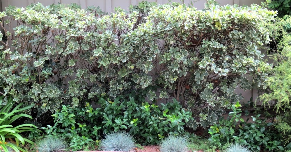 Plttosporum Tobira Pittosporaceae Japanese Pittosporum Benefits