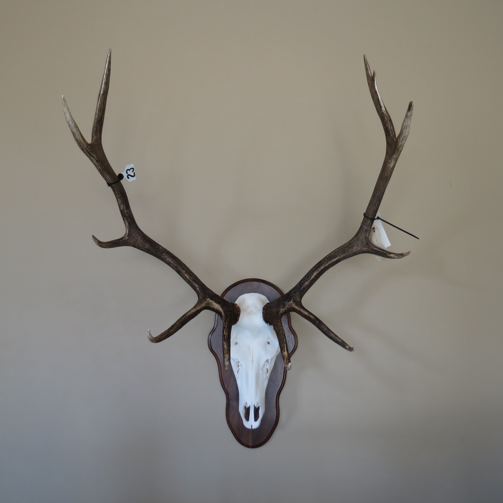 Marsh Taxidermy Elk Skulls