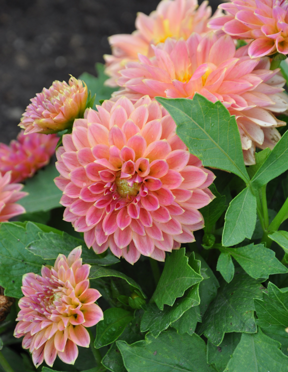 Three Dogs in a Garden More New & Recent Plant Introductions