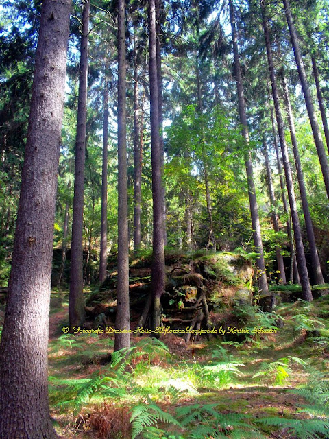 Waldgebiet Langenhennersdorf Wandern Dresden