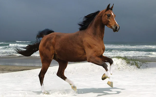 Bruin paard in de sneeuw op het strand