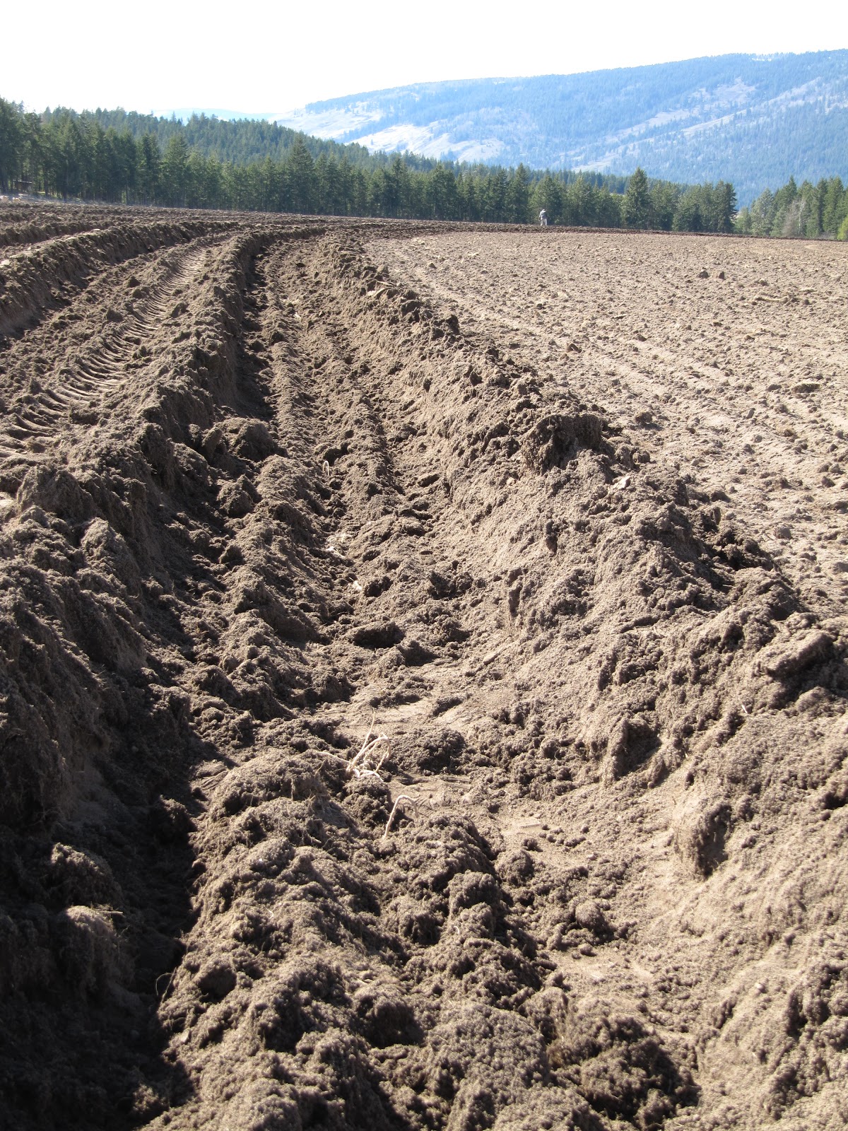 Okanagan Asparagus Farm Asparagus in Armstrong dirt in your eye