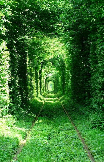 Uma viagem através das 12 mais belas florestas do mundo elfandarilha