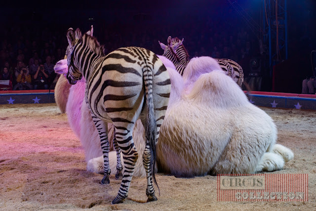 les zebres et chameaux dams le manège du cirque Knie