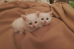 white kittens for adoption All white kittens for adoption : sicsa pet
adoption wellness center