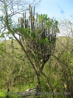 Pachycereus pecten-aboriginum in Jalisco