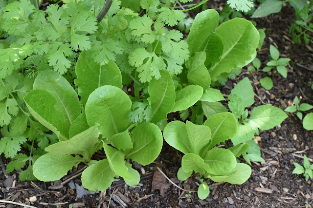 Romaine Lettuce- 'Parris Island Cos'  growing with Cilantro as companions
