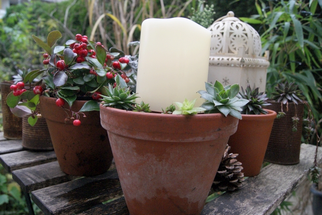 LED-Kerze im Blumentopf mit Hauswurz