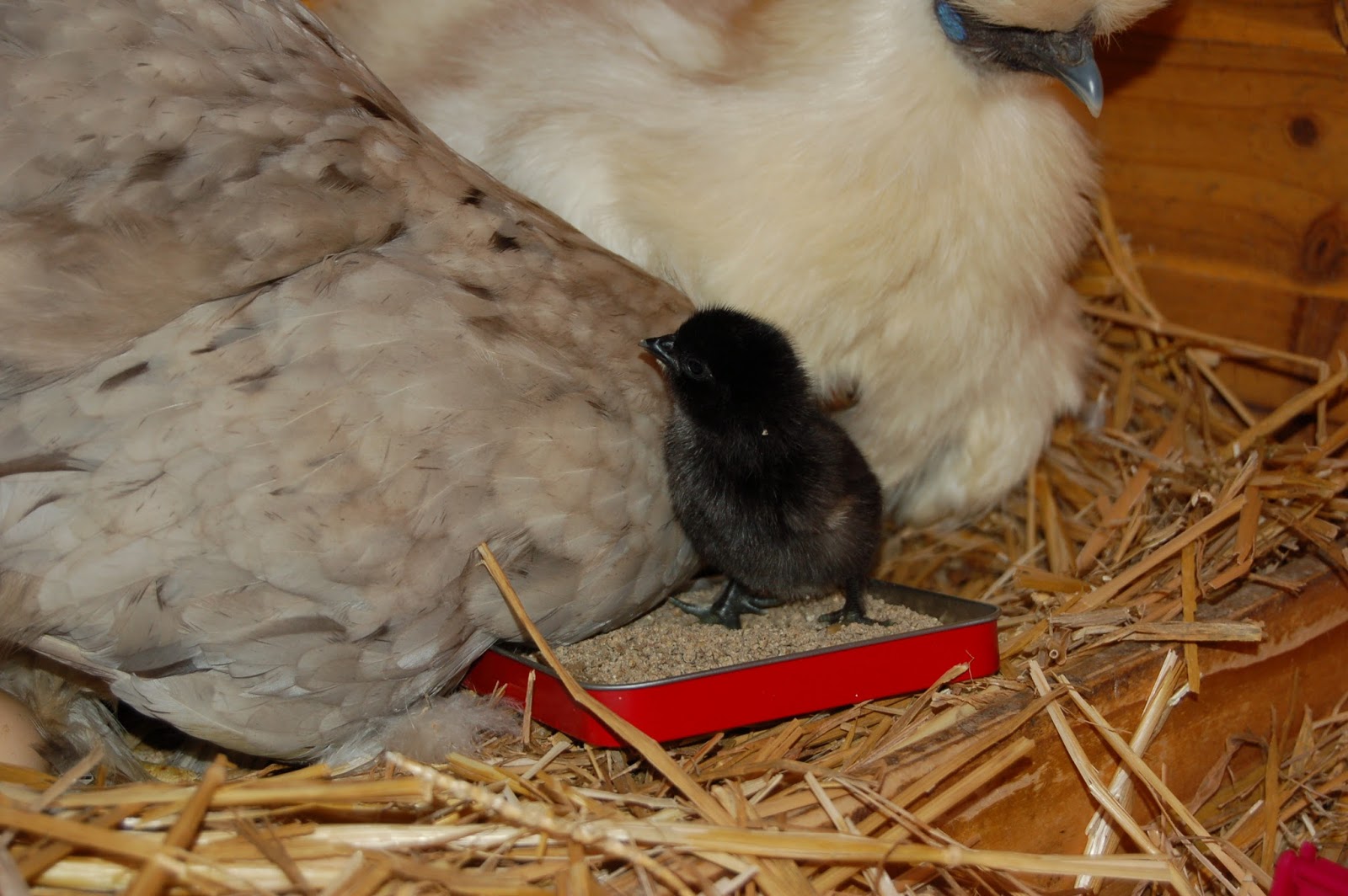 Deux poules et 6 petits pious pious DSC_1001