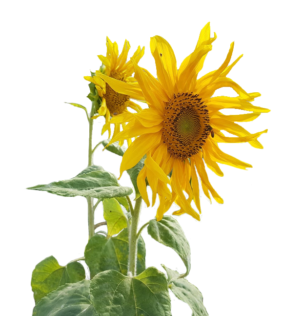 Flores Crisantemo Tulipa Orquidea Primavera Violeta Girassol Lacremania