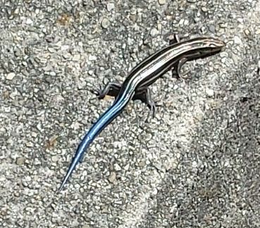 Pinehaven Farmersville Ohio Blue Tailed Skink