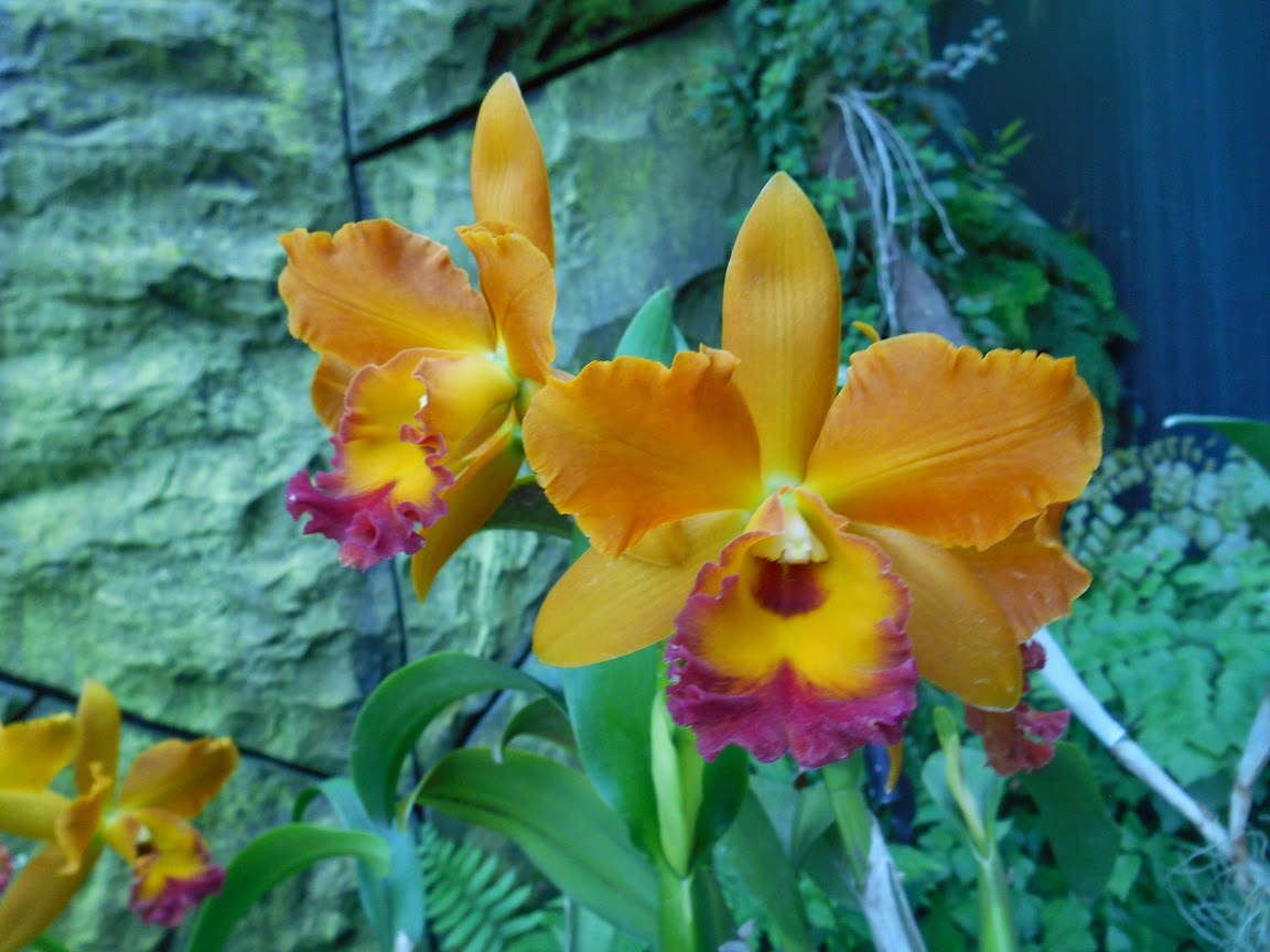 Dendrobium Orchid with Orange Colour