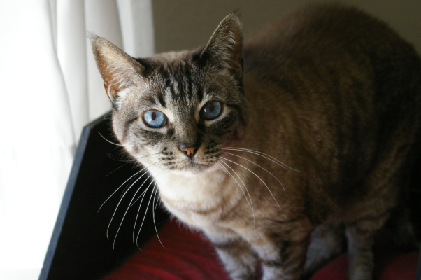 My Cat Gets Constipated My Cat Gets Constipated