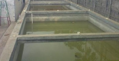 cara budidaya ikan, cara beternak ikan lele di kolam beton,di kolam terpal,kolam terpal pdf,sangkuriang di kolam terpal,sangkuriang di kolam tanah,gurame di kolam terpal dan beton, cara budidaya ikan, cara beternak ikan lele di kolam beton,di kolam terpal,kolam terpal pdf,sangkuriang di kolam terpal,sangkuriang di kolam tanah,gurame di kolam terpal dan beton,