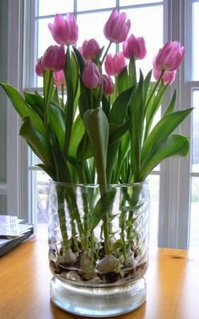 How To Force Tulip Bulbs In Water Flowers 101 Gardening Step 1 Select One Or More Top Quality Early Blooming Large Tulip Bulbs In A Mix Of Colors Not All Varieties Tulips Can Be Forced