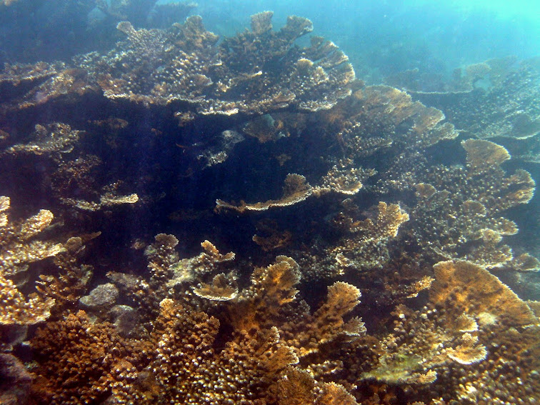Barrera de Coral Mexicana
