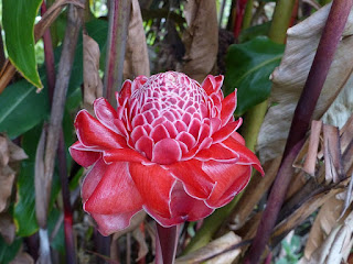 Etlingera elatior - Rose de porcelaine Etlingera elatior - Rose de porcelaine