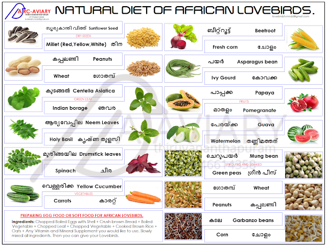 parrotlets basic colour mutation and chart african lovebirds chart