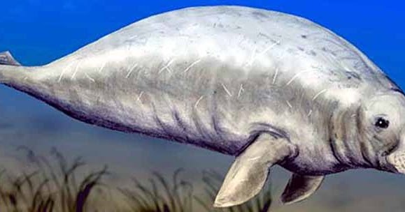 Noticias de Paleontologia Ribodon limbatus, una vaca marina del