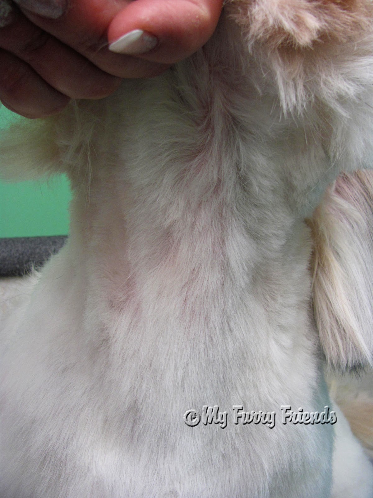 Pet Grooming The Good, The Bad, & The Furry Cowlicks...what a pain in