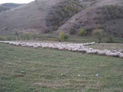 Sheep streaming across Valea Negri to reach the salt