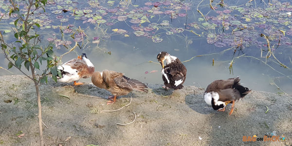 Shekha-Bird-Sanctuary-Aligarh