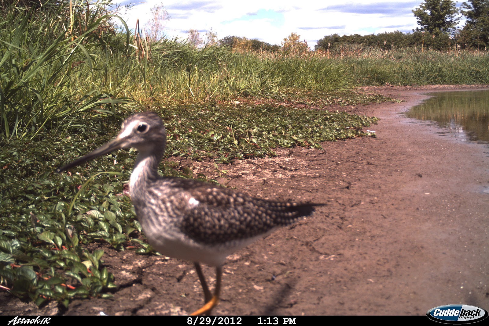 Backyard Beasts: Think MINK... again!