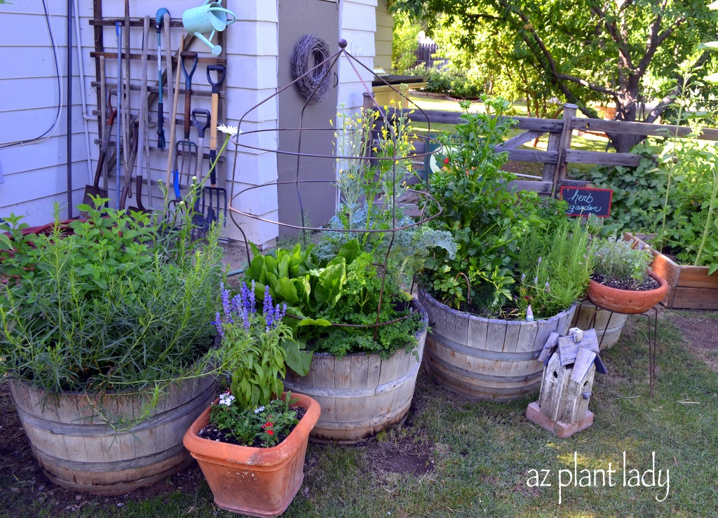 Arcadia Edible Garden Tour Part 1 Ramblings From A Desert