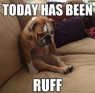 Dog Memes Dog Memes