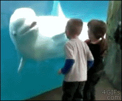 흰돌고래.gif