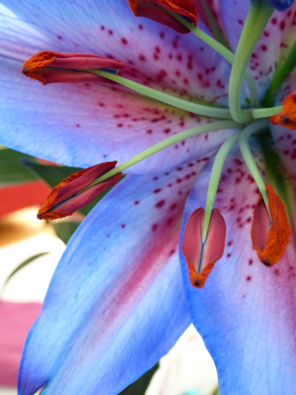 MHBD's Blog Blue Lilies