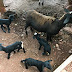 Ovelhas quadrigêmeas surpreendem agricultor
